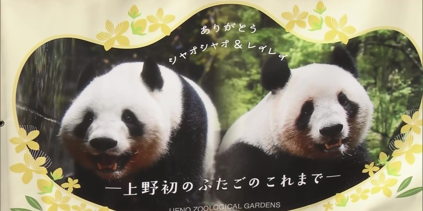 One month left to see twin giant pandas at Tokyo's Ueno Zoo